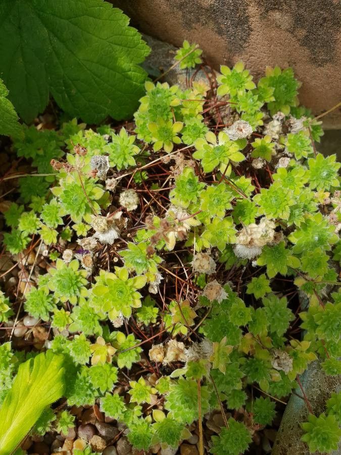 Saxifraga praetermissa — search result for 'Saxifraga'