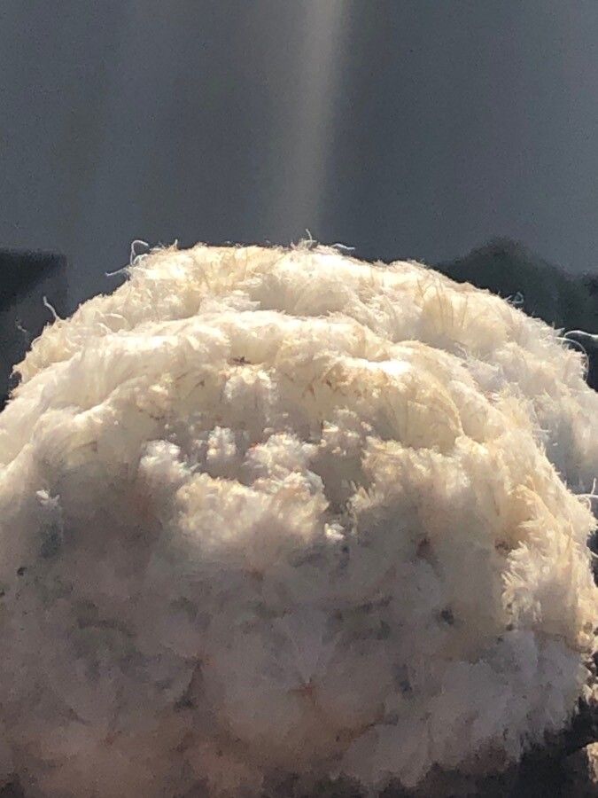 Mammillaria plumosa leaf