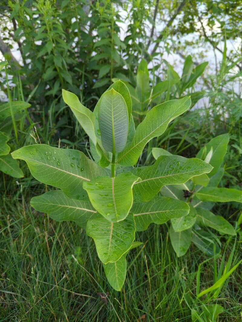 Asclepias latifolia leaf