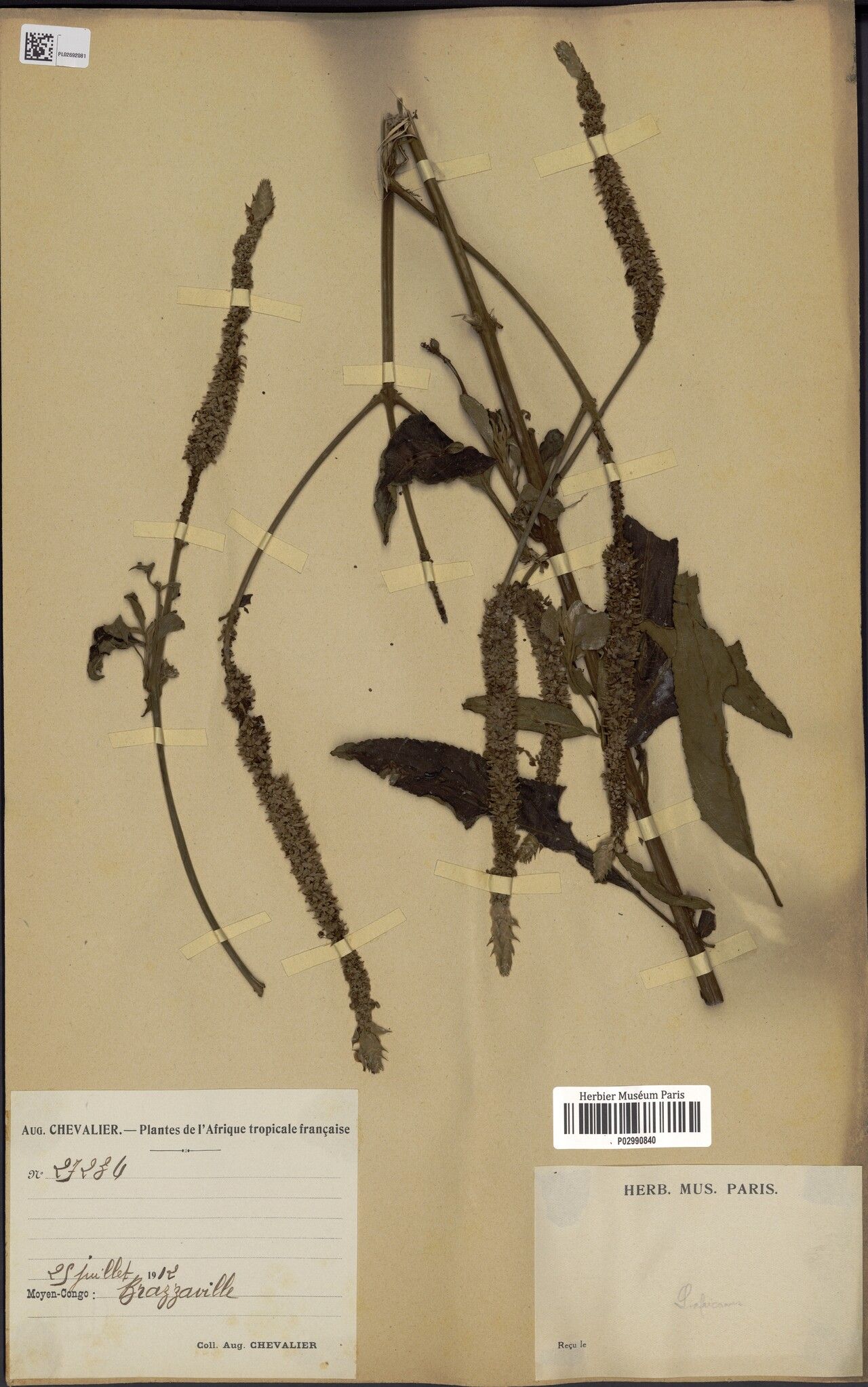 Coleus engleri — houseplant care guide