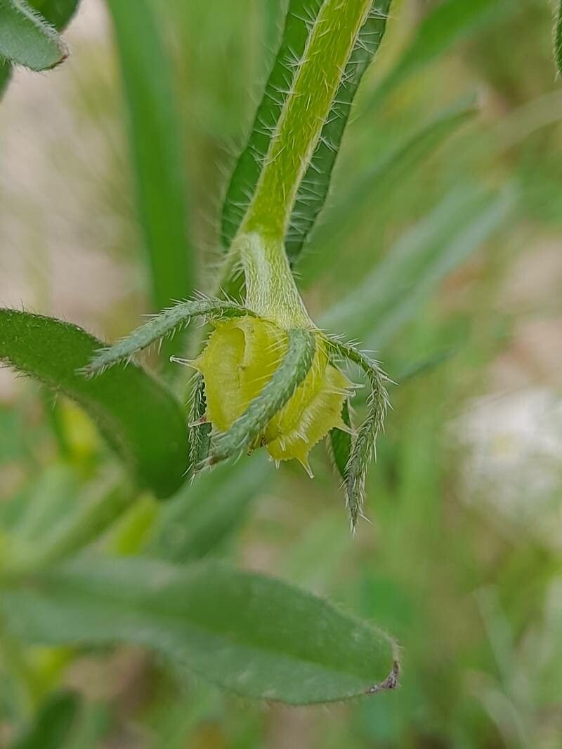Lappula marginata fruit