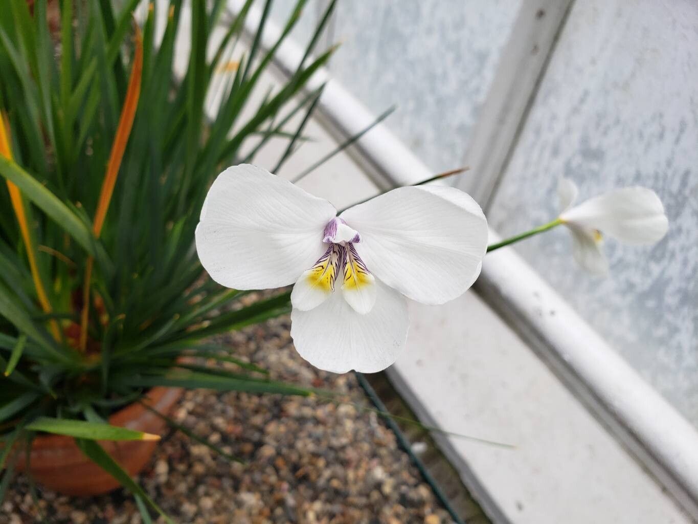 Diplarrena moraea flower