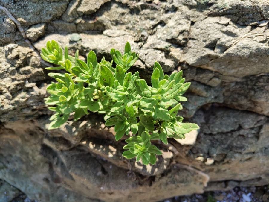 Tournefortia sibirica leaf