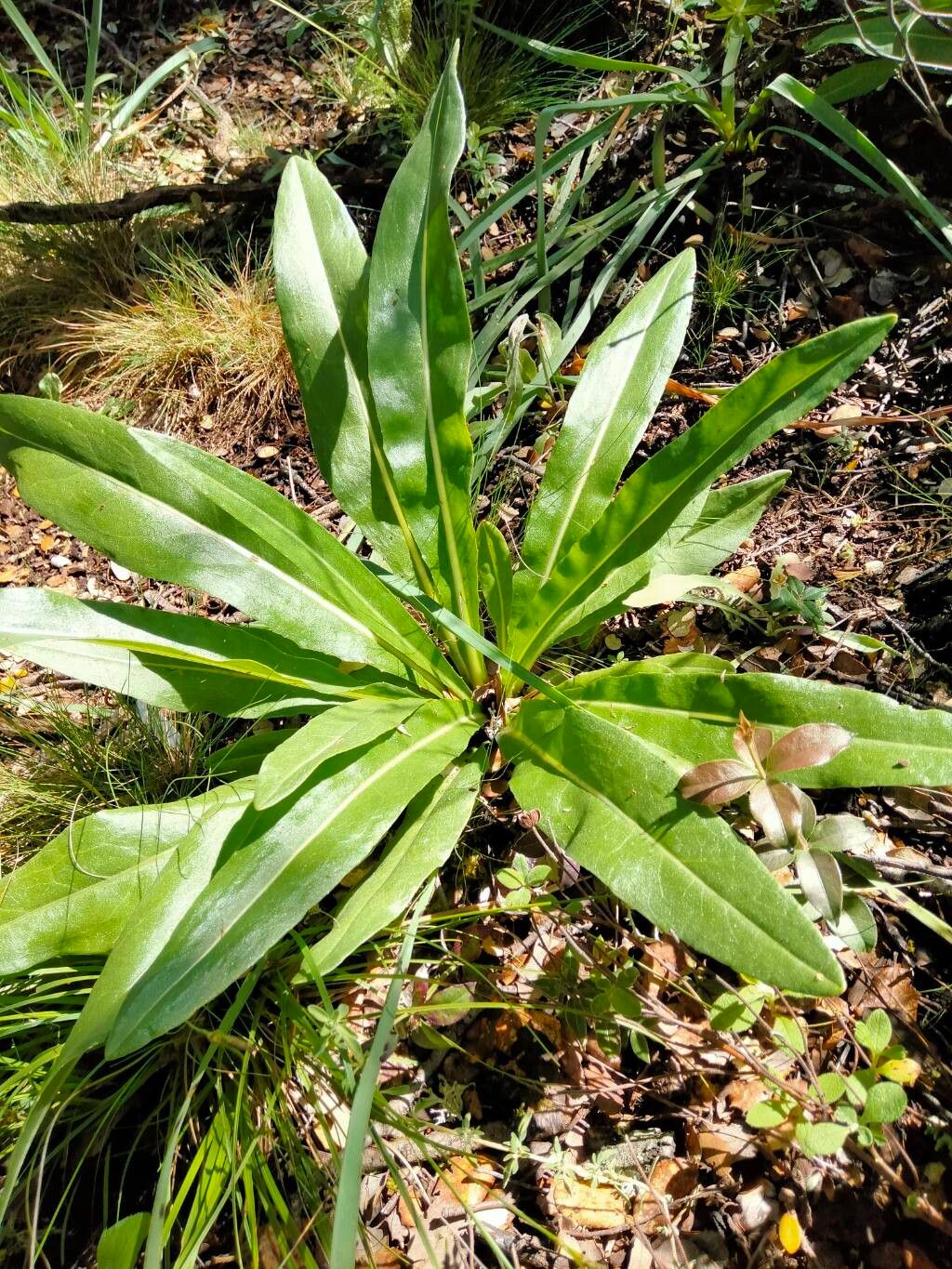Senecio lopezii — houseplant care guide