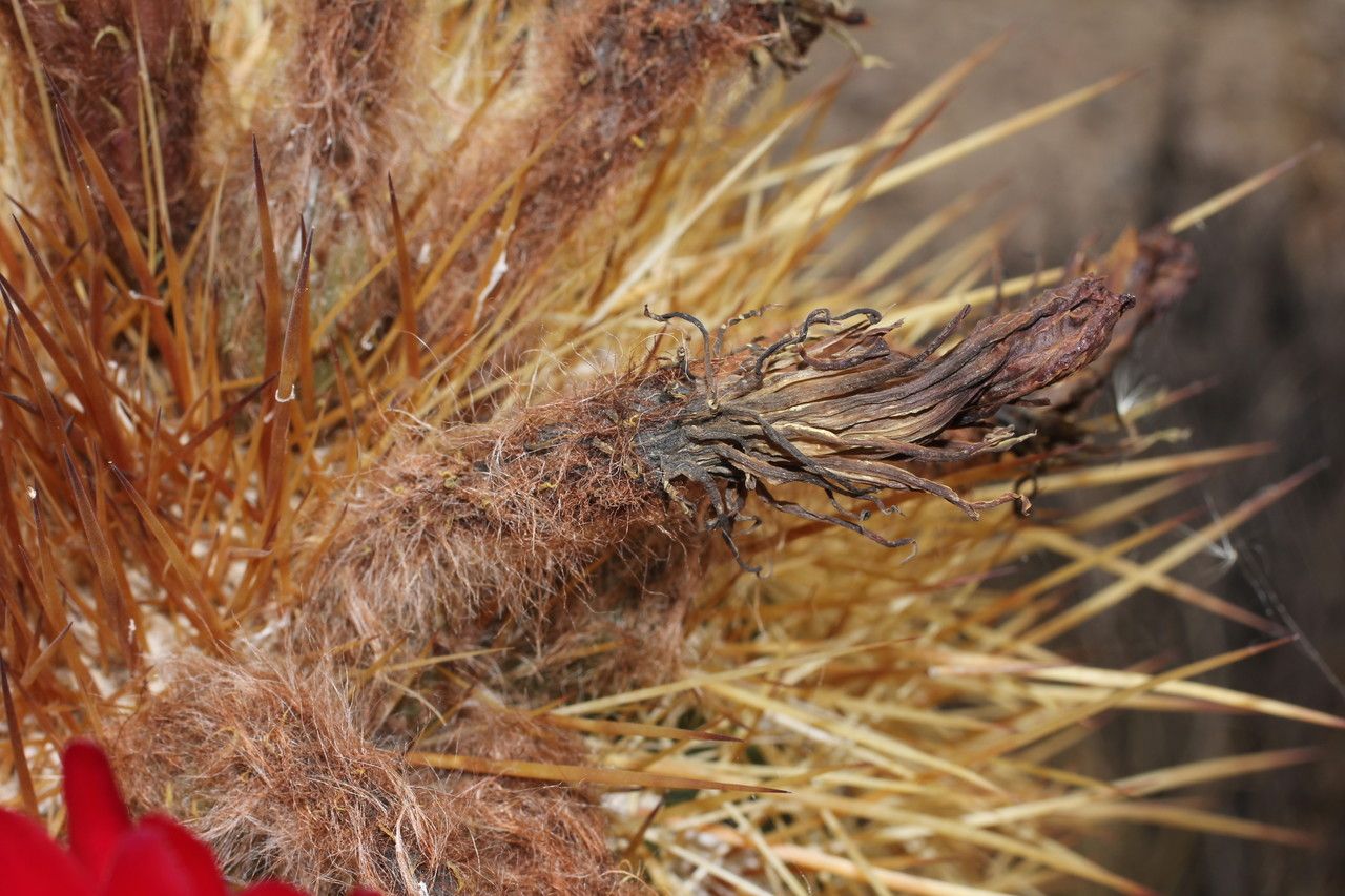 Echinopsis tarijensis fruit