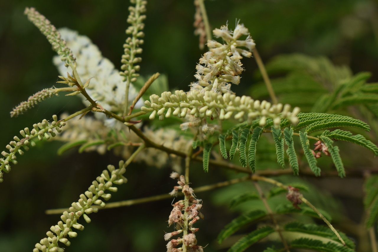Acacia ataxacantha flower