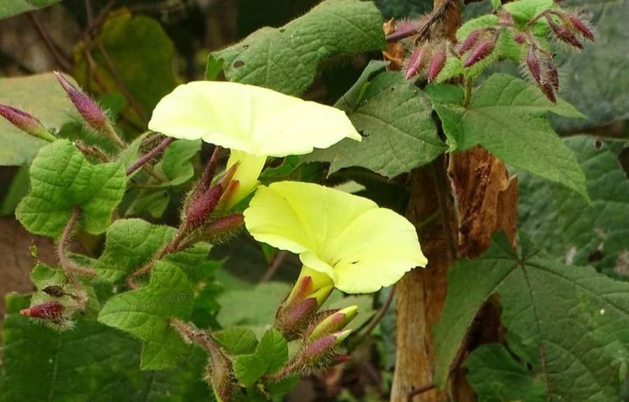 Merremia vitifolia flower