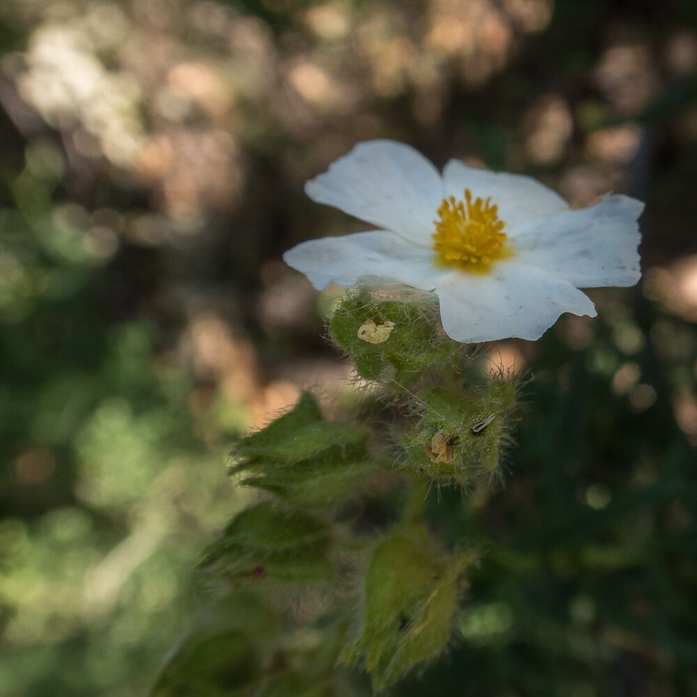 Cistus inflatus flower