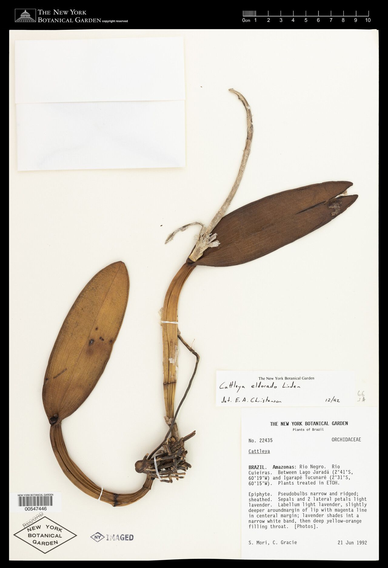 Cattleya wallisii — houseplant care guide