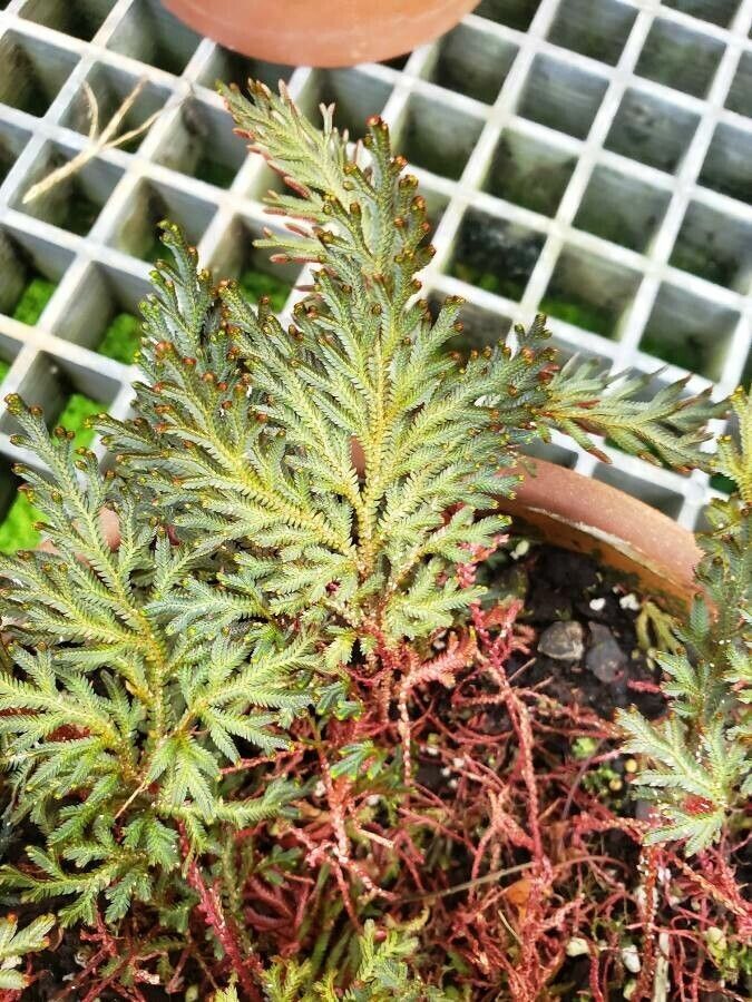 Selaginella erythropus — search result for 'Belize'