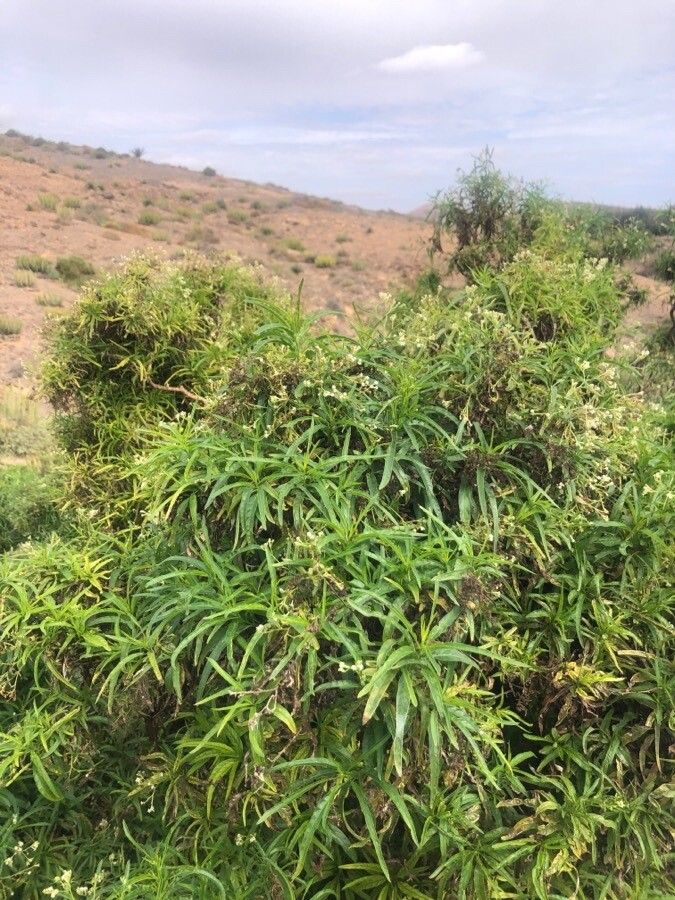 Tournefortia candidula habit