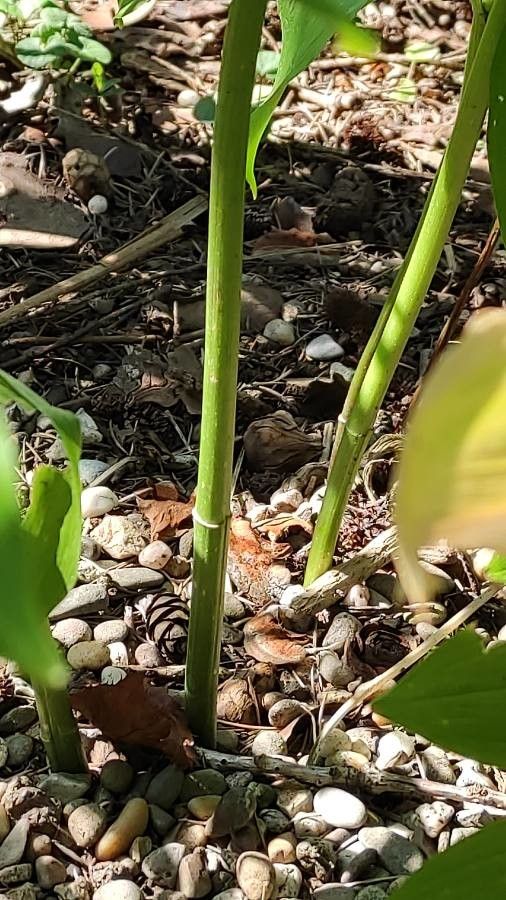 Polygonatum orientale bark