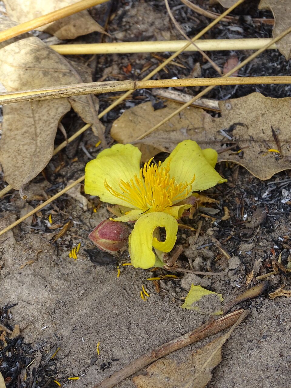 Cochlospermum tinctorium habit