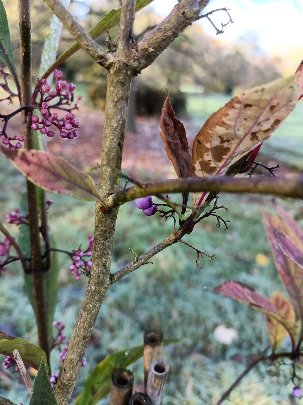 Callicarpa kwangtungensis bark