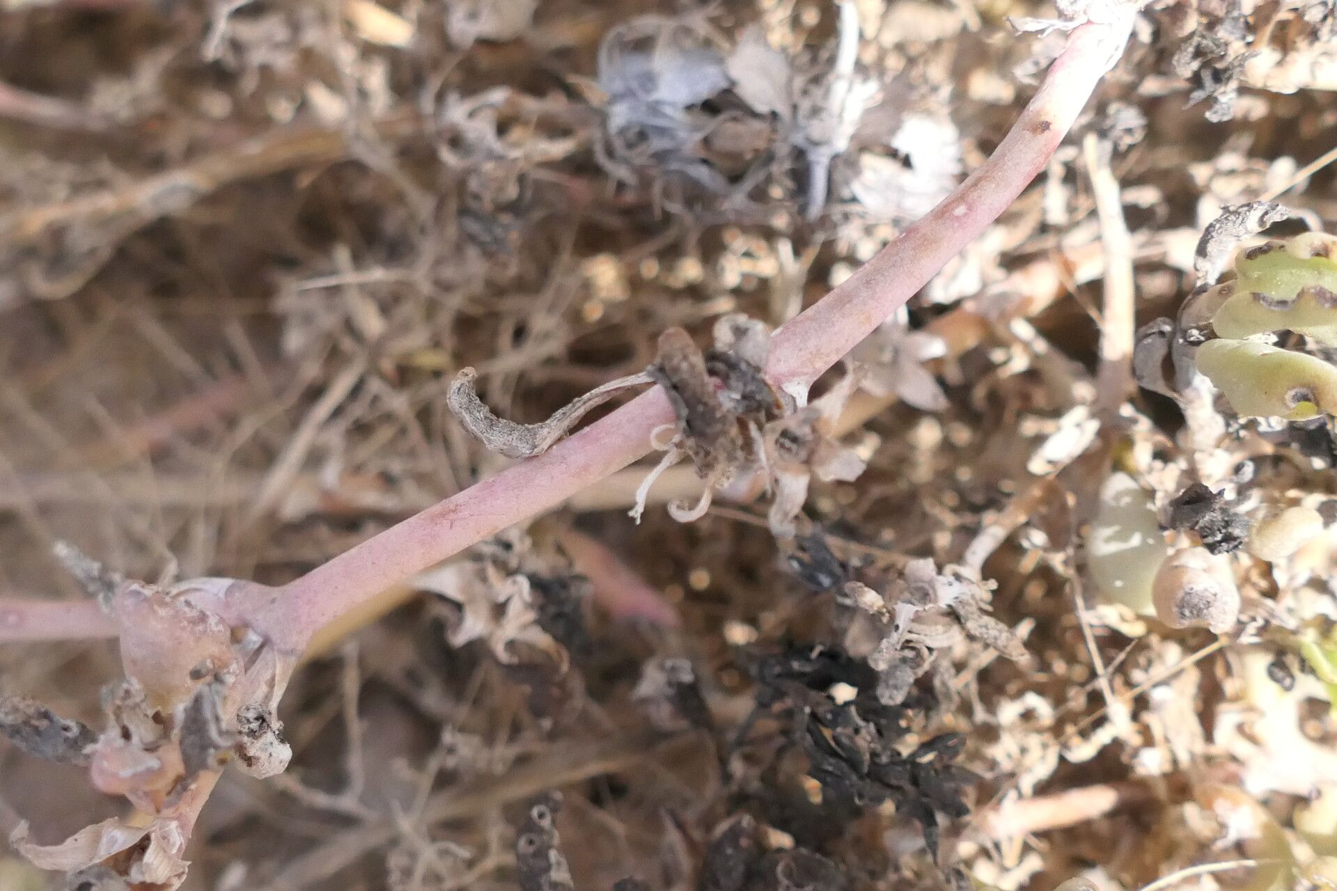 Sesuvium sesuvioides bark