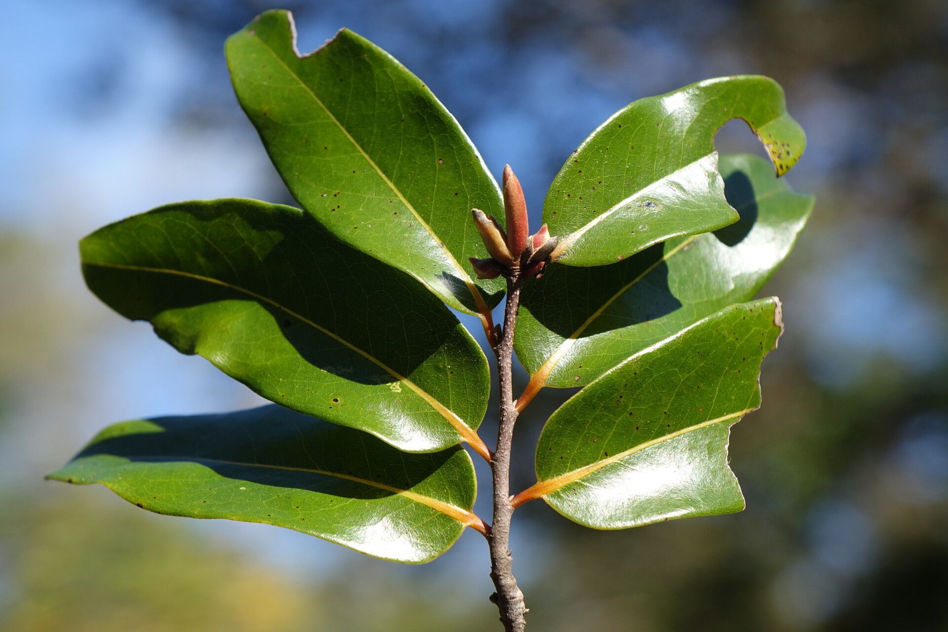 Xylopia sericolampra — search result for 'Xylopia'