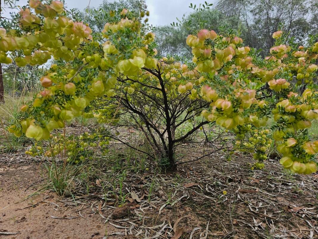 Dodonaea physocarpa habit