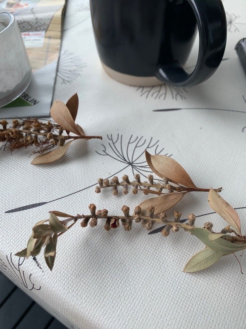 Chamaedaphne calyculata fruit