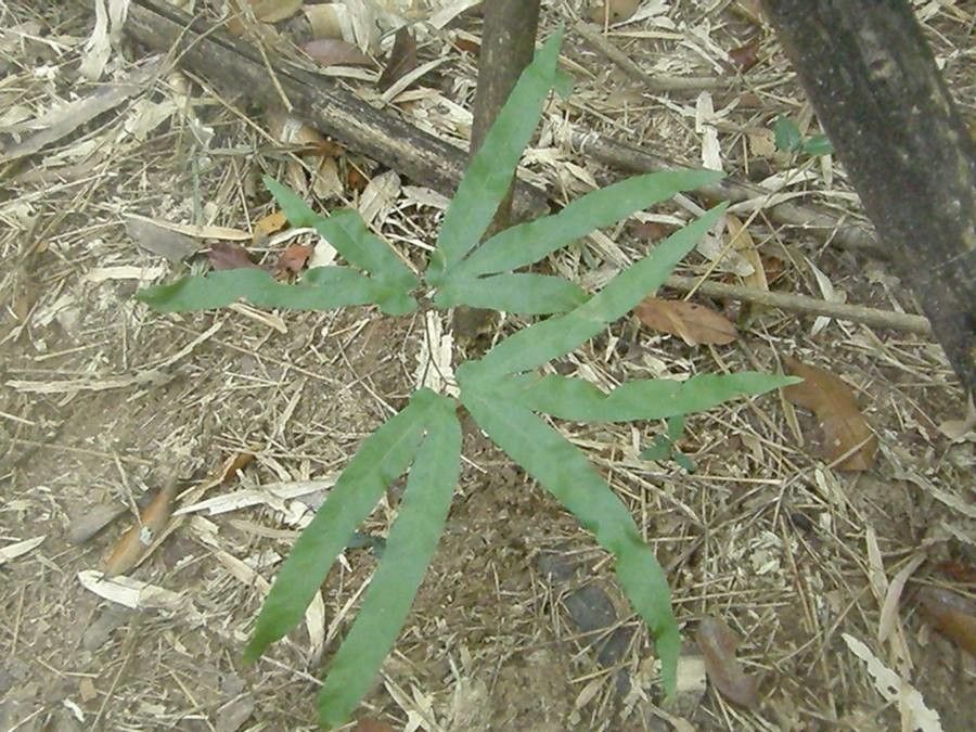 Lygodium flexuosum flower