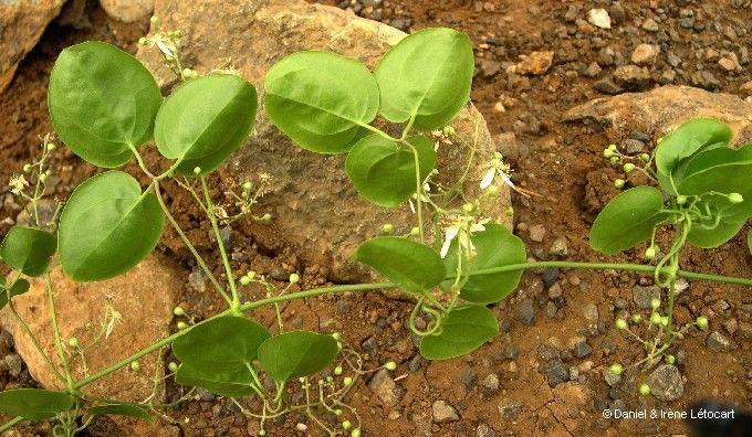 Clematis novocaledoniaensis habit