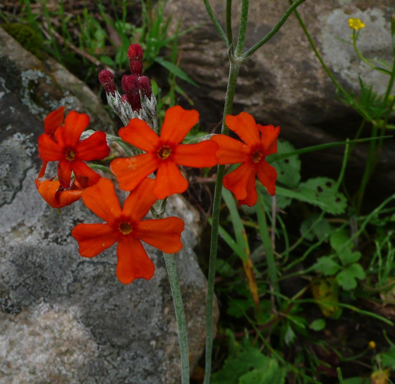 Primula cockburniana flower