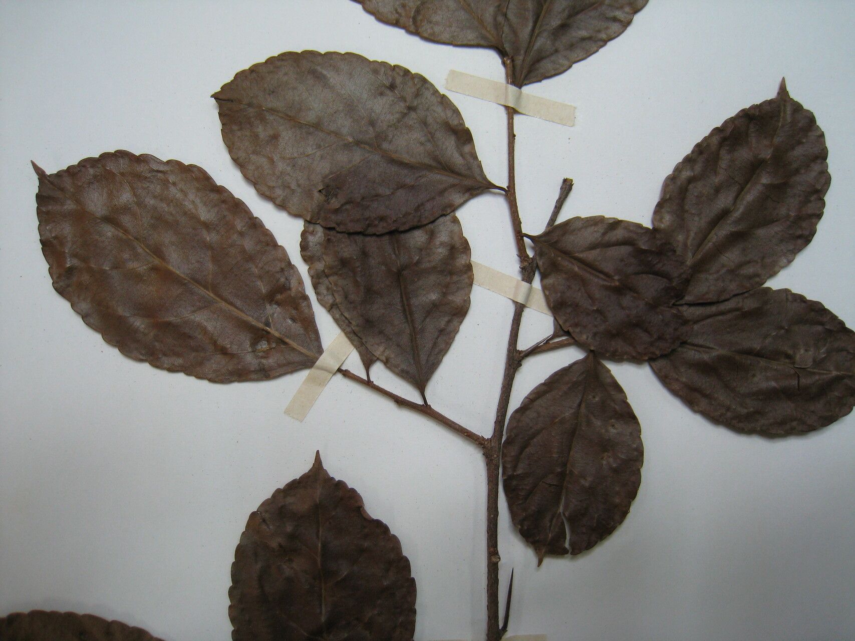 Xylosma benthamii other