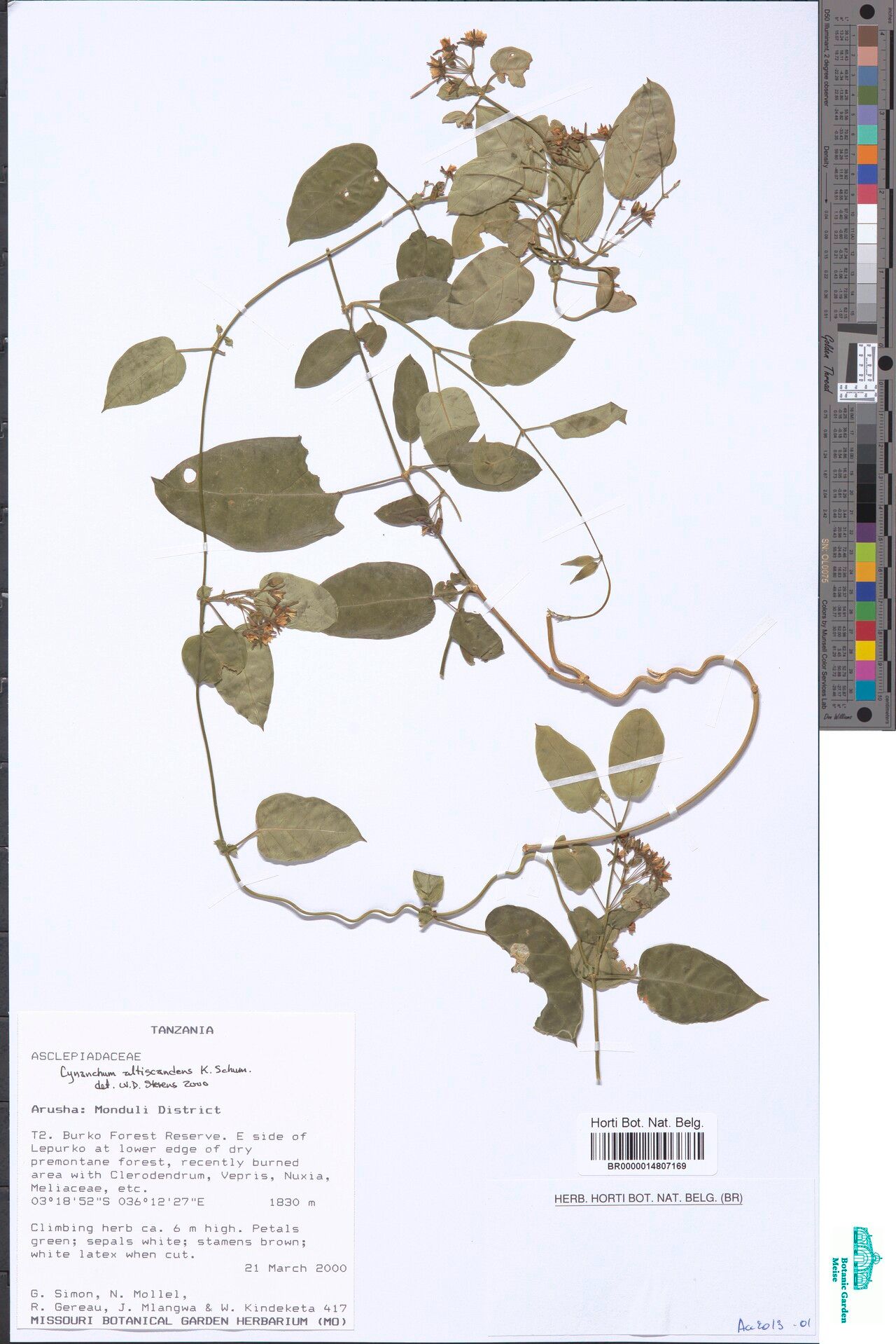 Cynanchum altiscandens — houseplant care guide