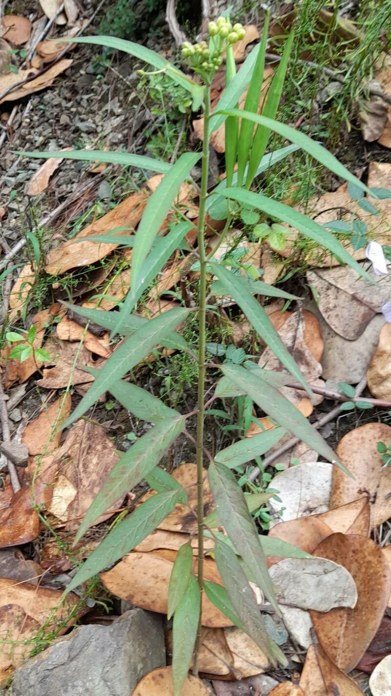 Asclepias nivea habit