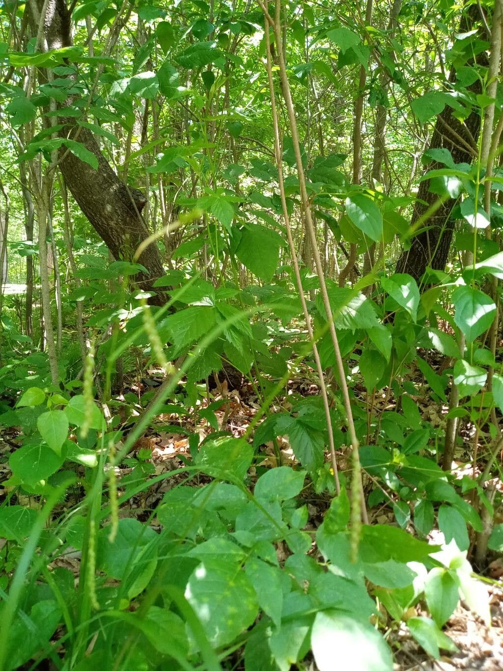 Carex gracillima habit