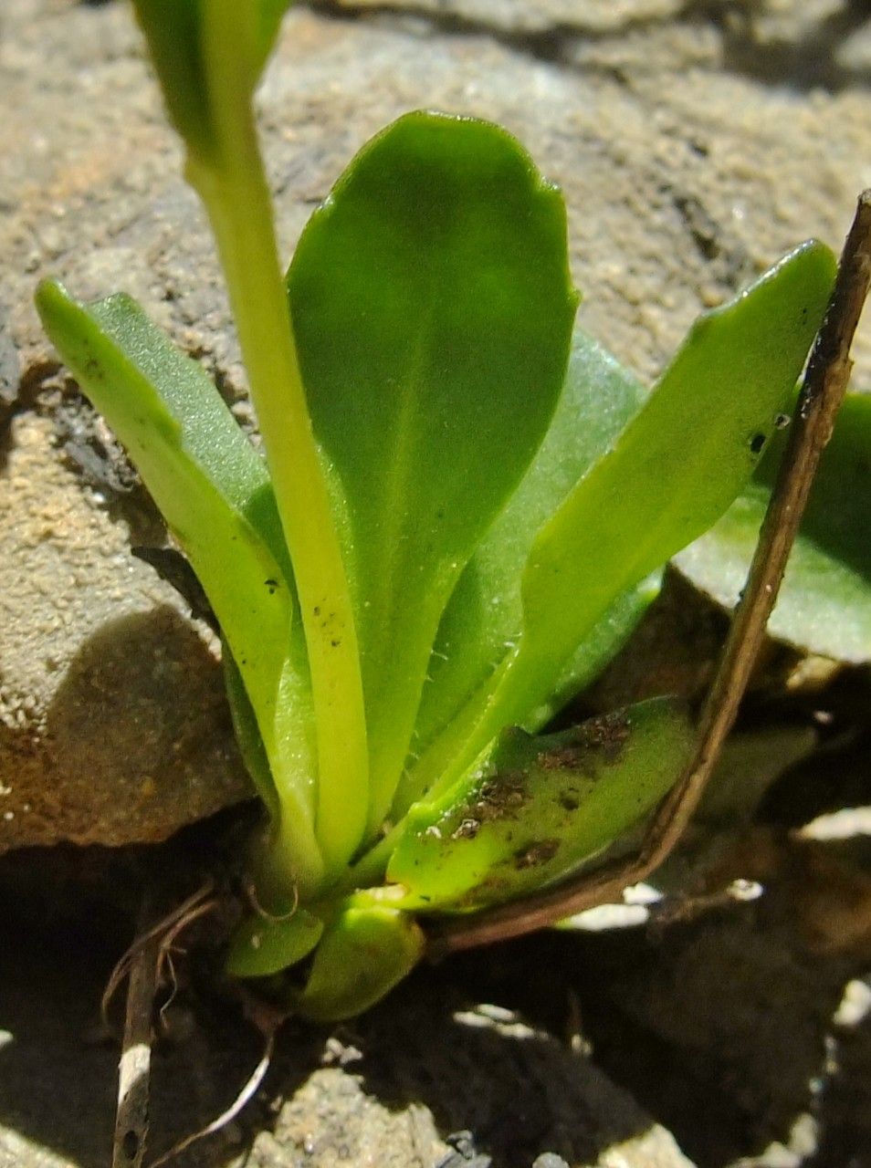 Arabis caerulea leaf