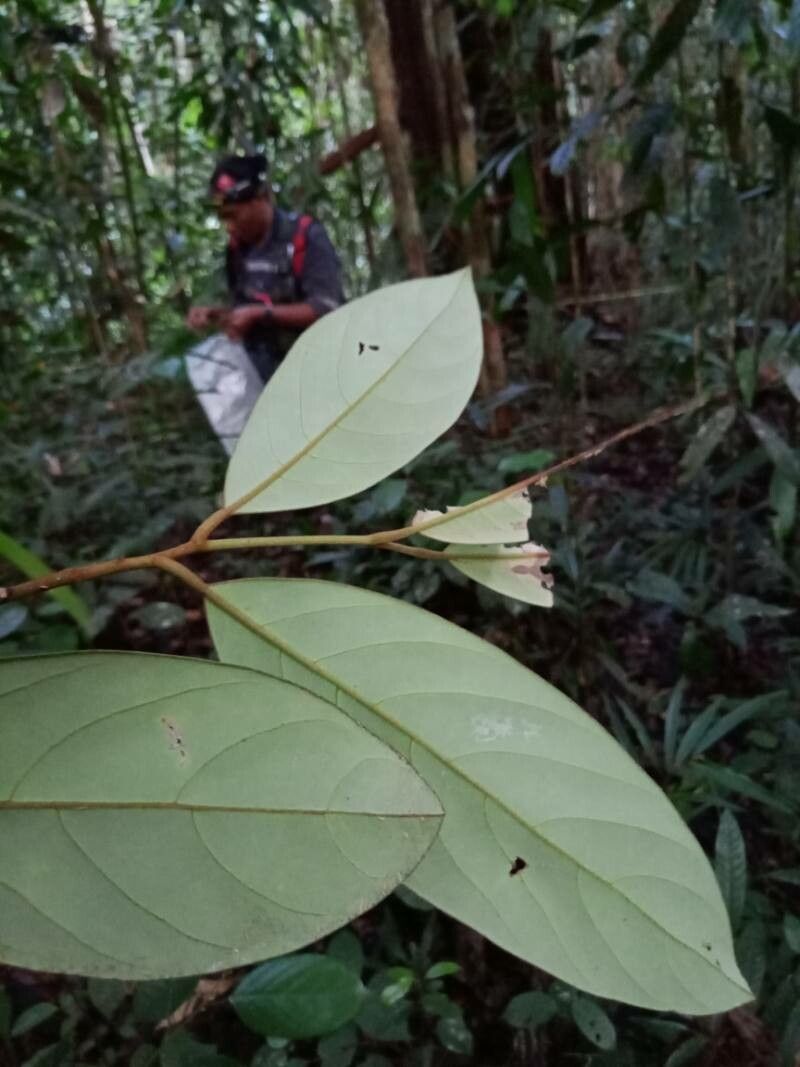 Symplocos barringtoniifolia leaf