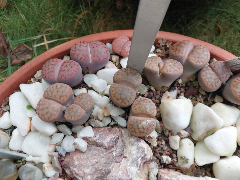 Lithops schwantesii other