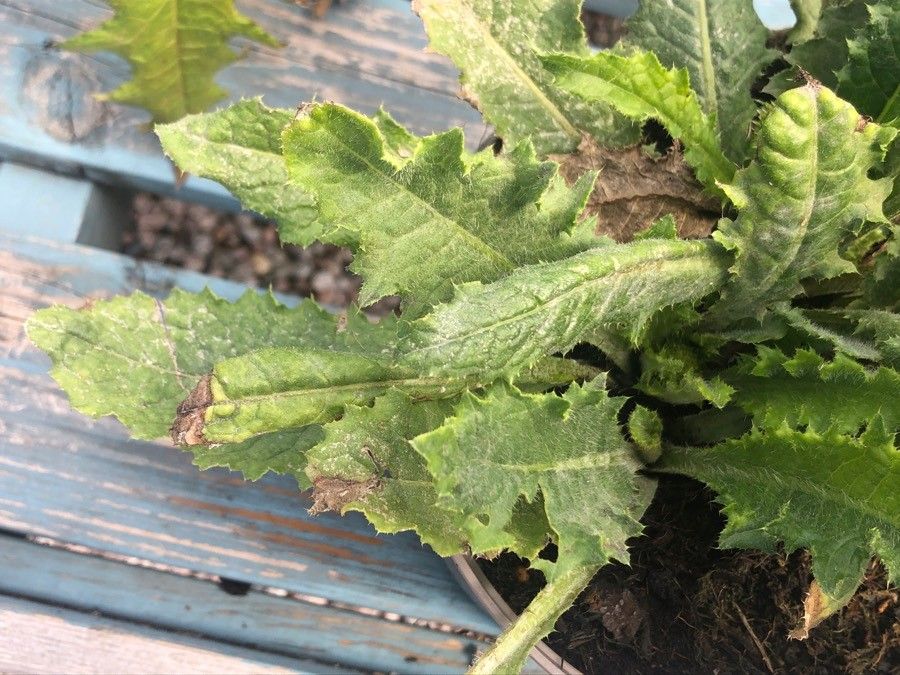 Cirsium rivulare — search result for 'Sweden'