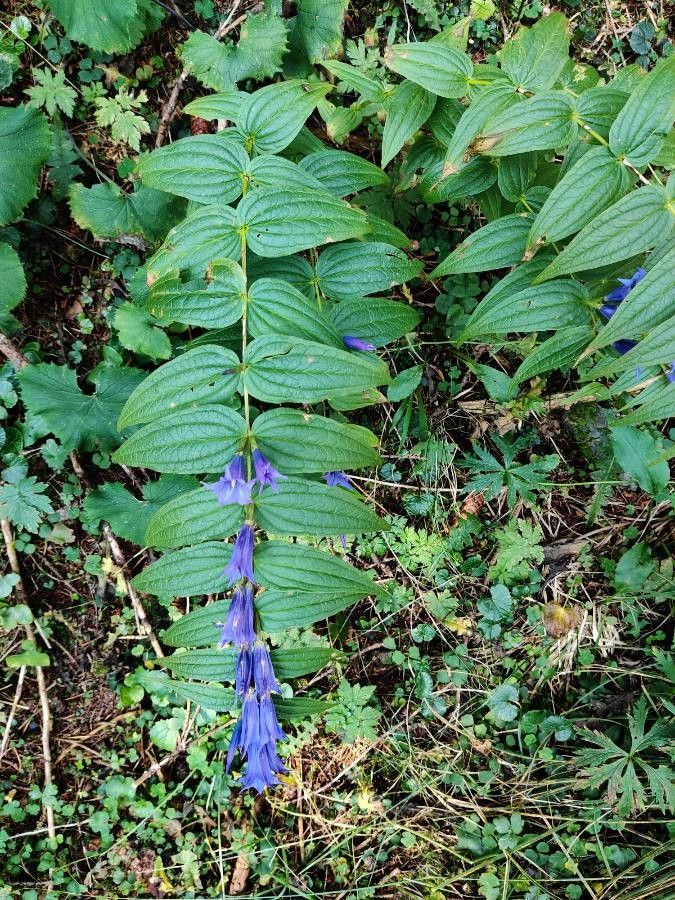 Gentiana asclepiadea — search result for 'Asclepias'