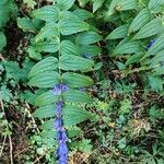 Gentiana asclepiadea