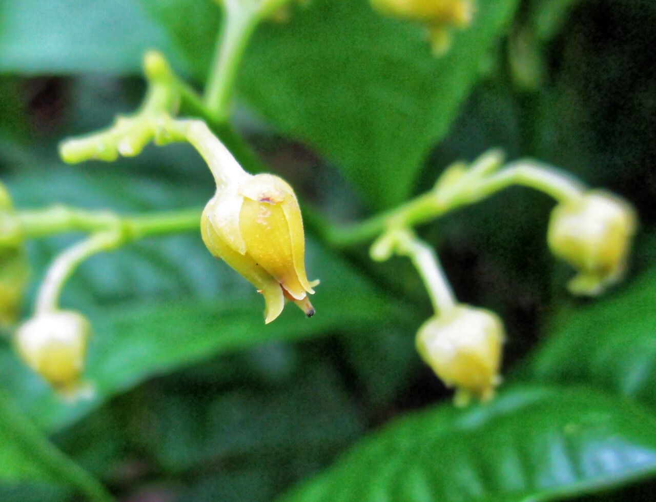 Rinorea dentata flower