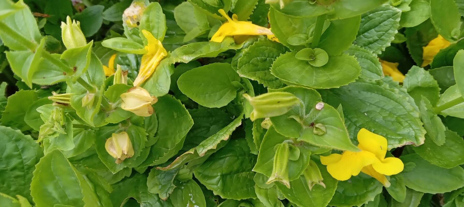 Erythranthe guttata — search result for 'Perennial or annual'