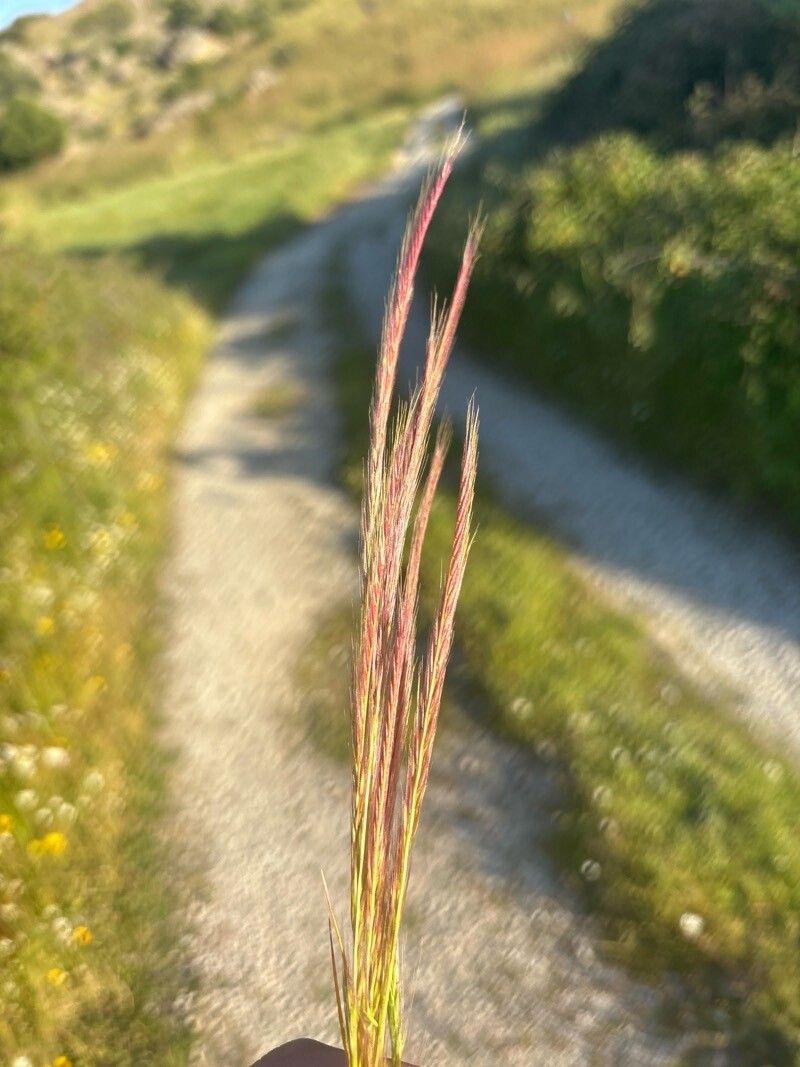 Festuca ambigua flower
