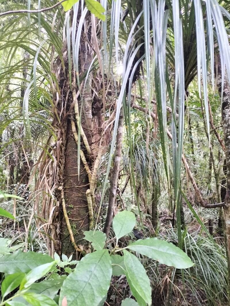 Astelia solandri other