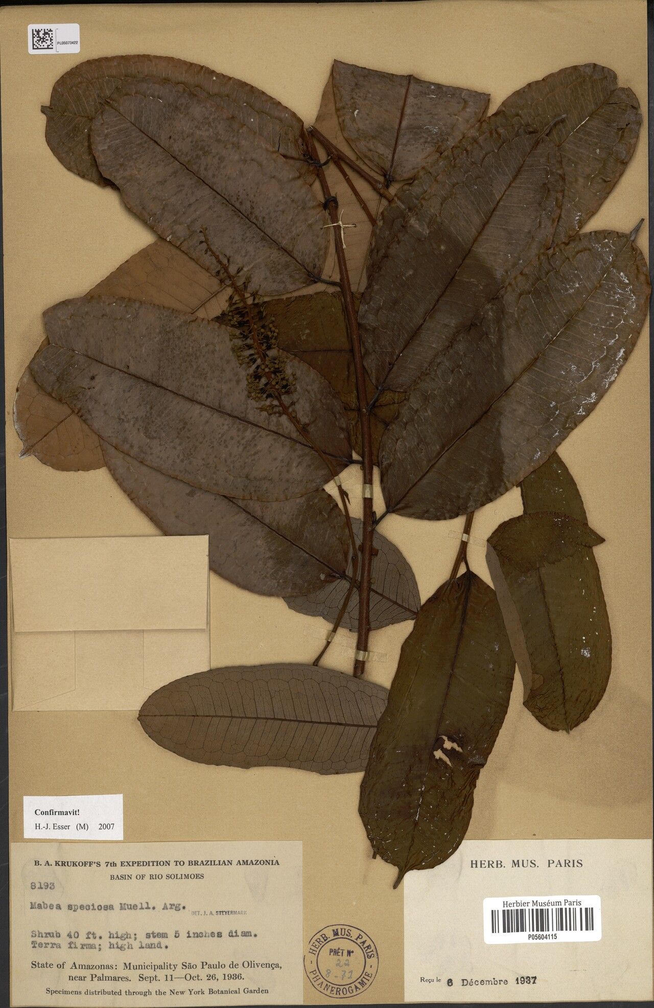 Mabea pulcherrima leaf