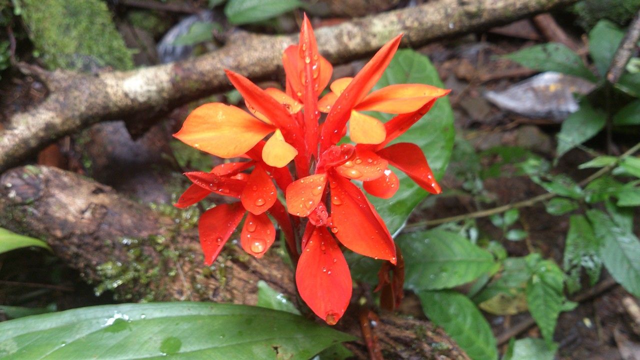 Aphelandra aurantiaca flower