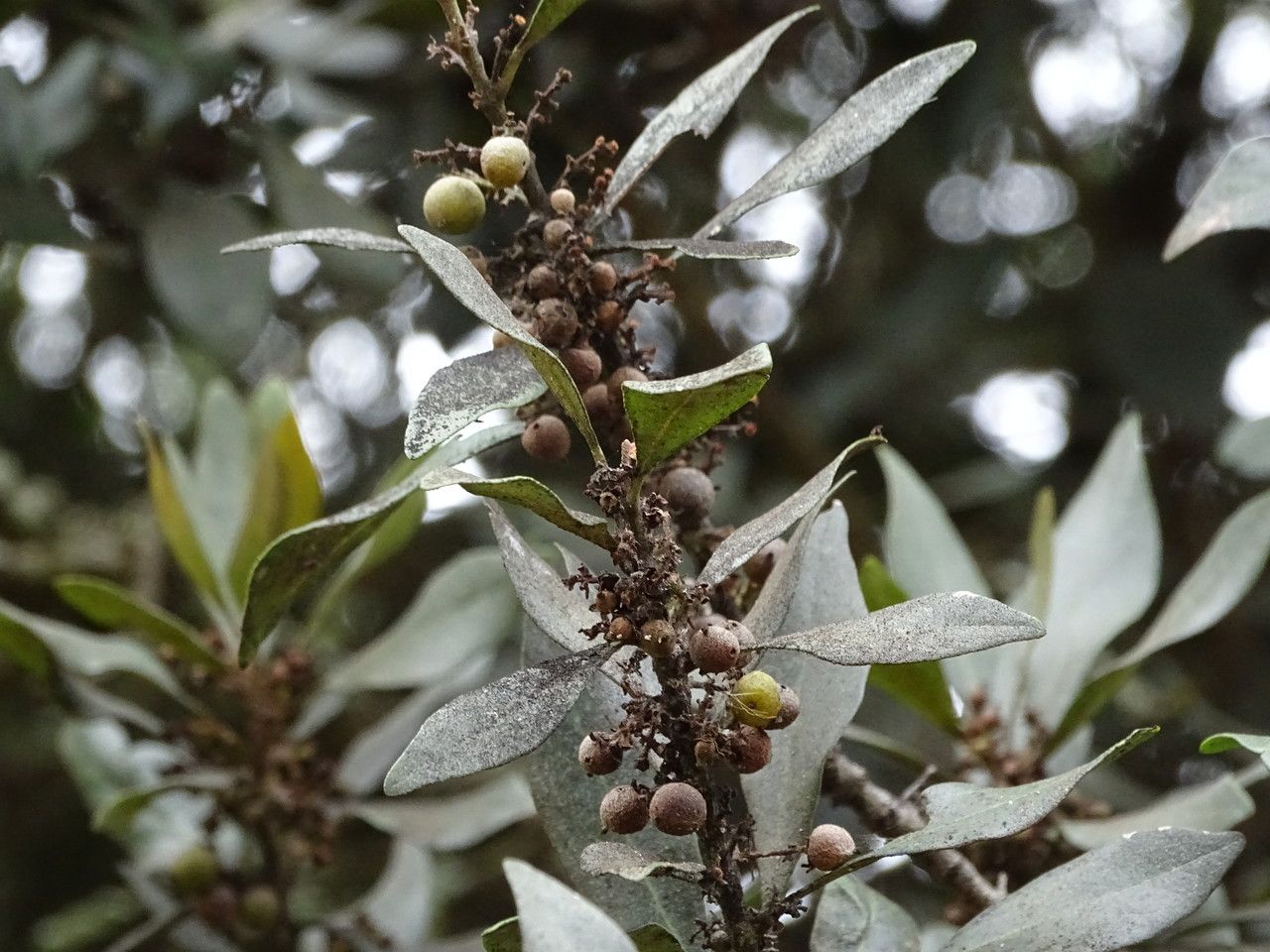 Euclea divinorum fruit