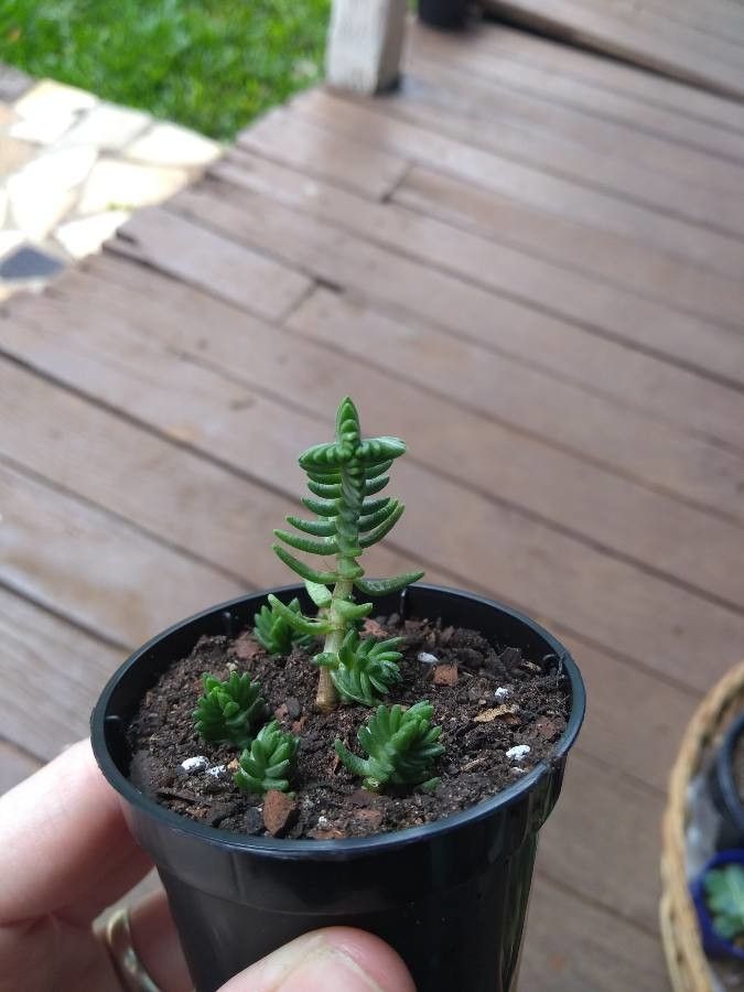 Crassula schimperi — search result for 'Crassula'