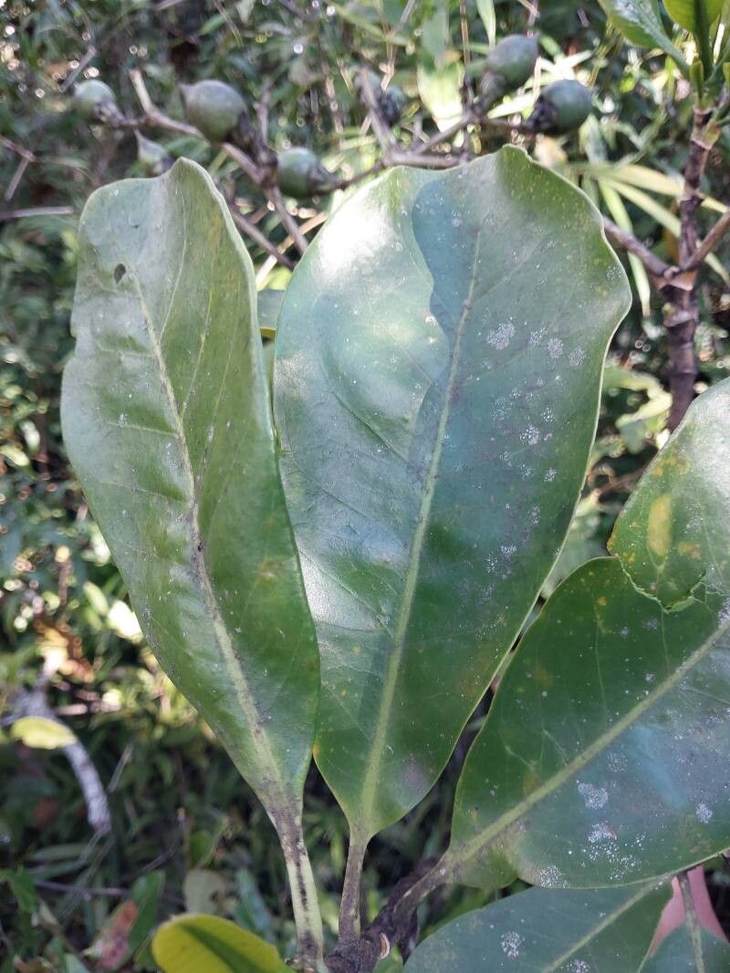 Anthocleista madagascariensis leaf