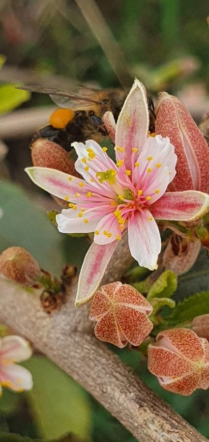 Grewia tembensis flower