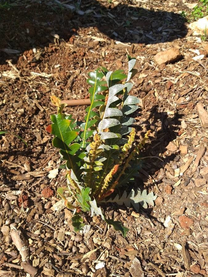 Banksia blechnifolia — search result for 'Proteaceae'
