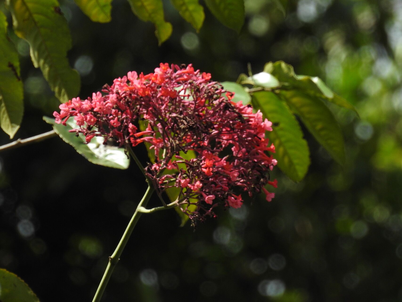 Fridericia trailii flower