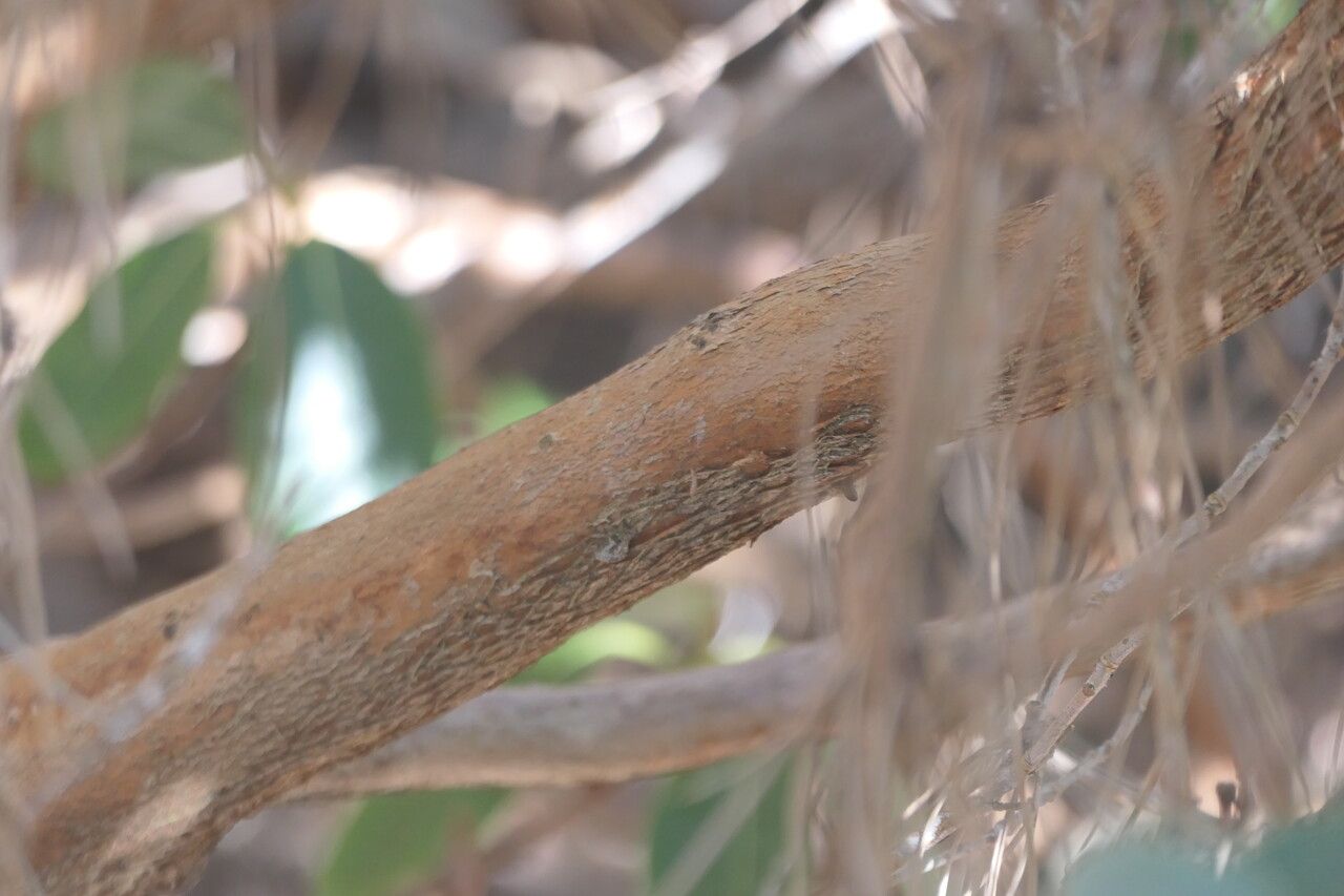 Rhododendron cinnabarinum bark