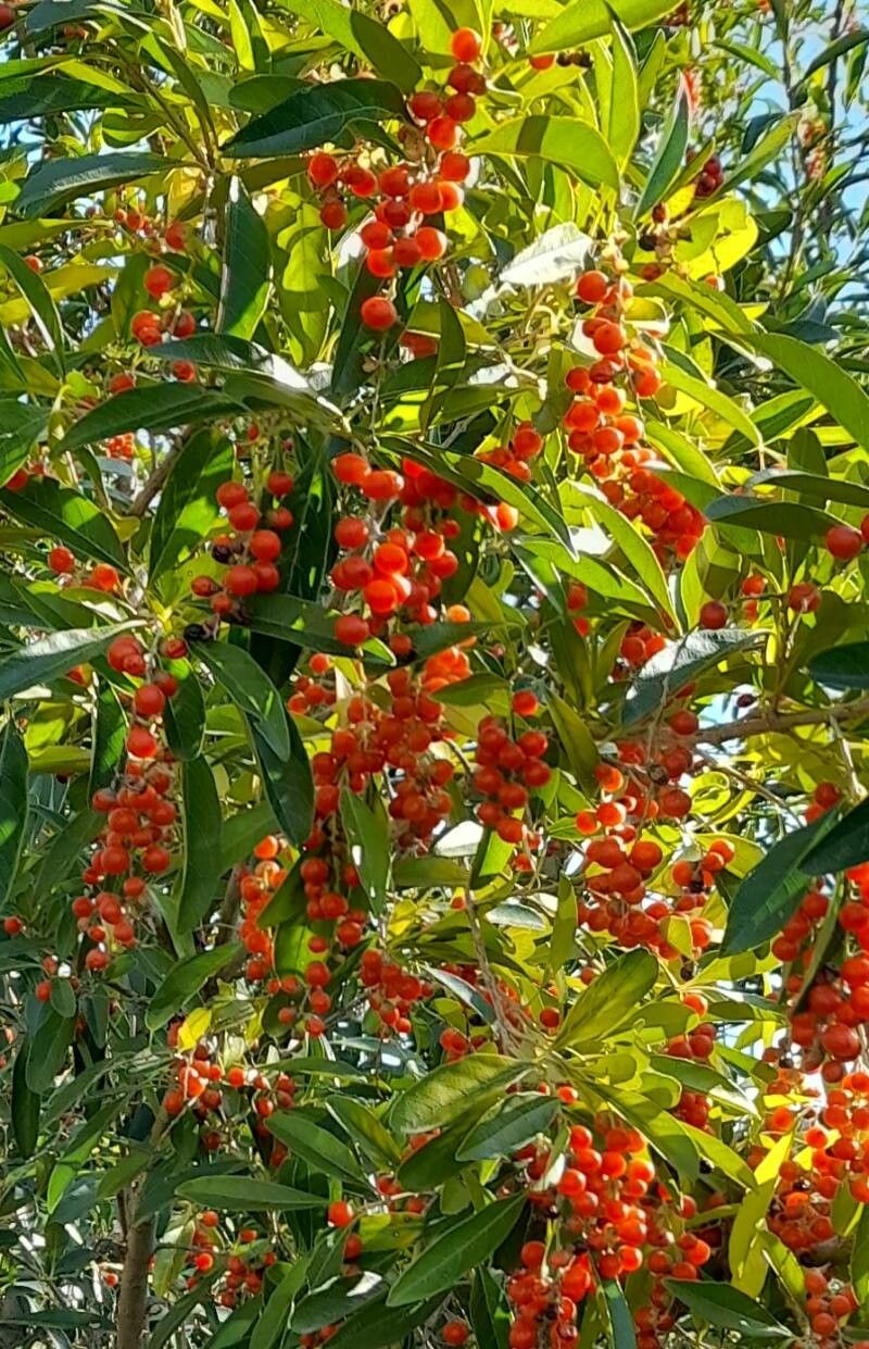 Citharexylum montevidense fruit