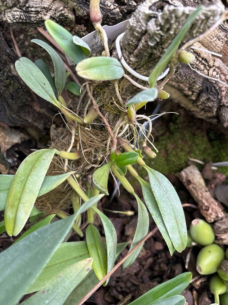 Bulbophyllum ambrosia — houseplant care guide